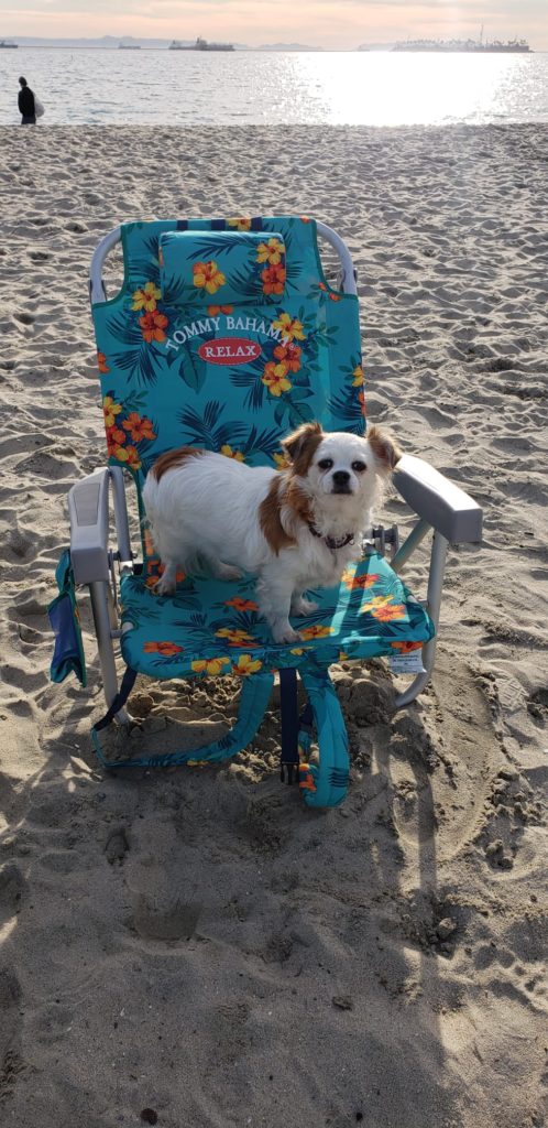 Tulum is dog friendly