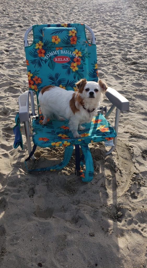 Tulum is dog friendly